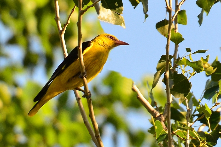 Eurasian Golden Oriole