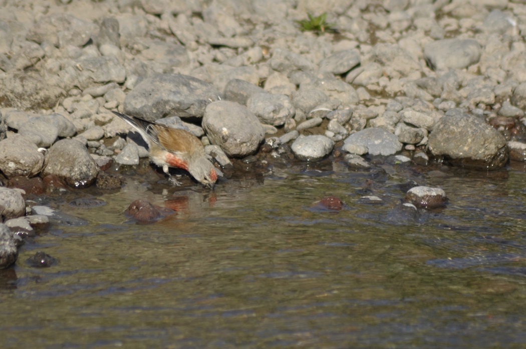 Common Linnet