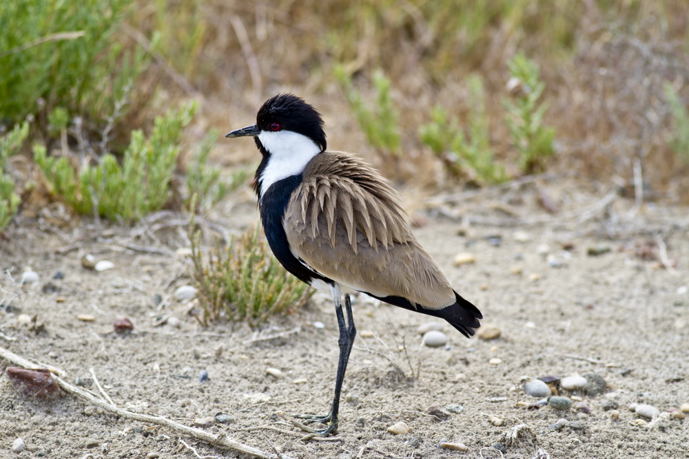 Spur-winged Lapwing