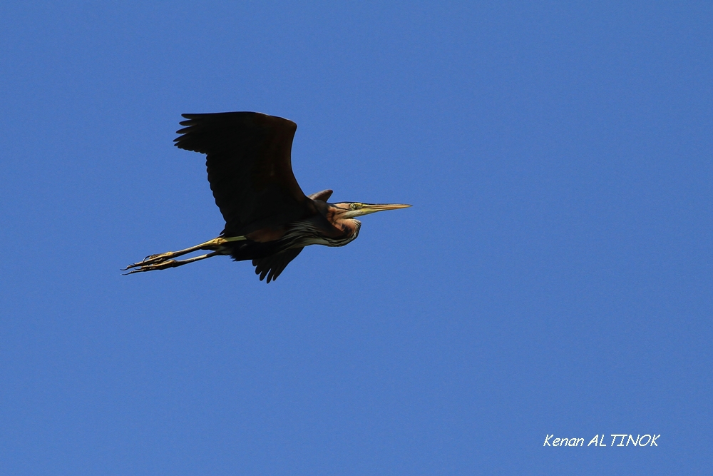 Purple Heron