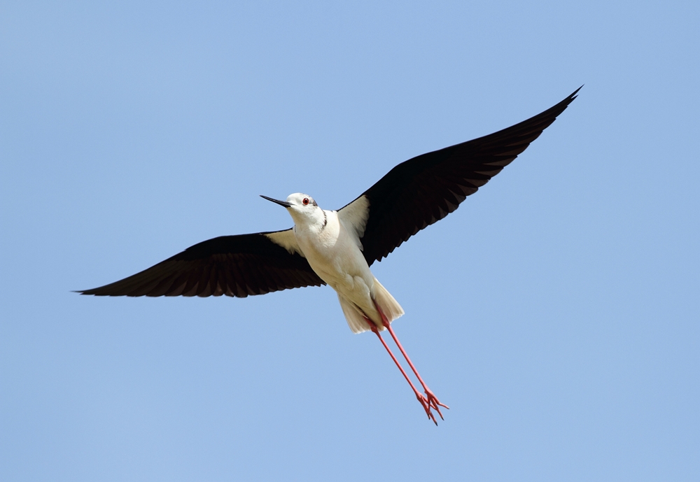 Black-winged Stilt