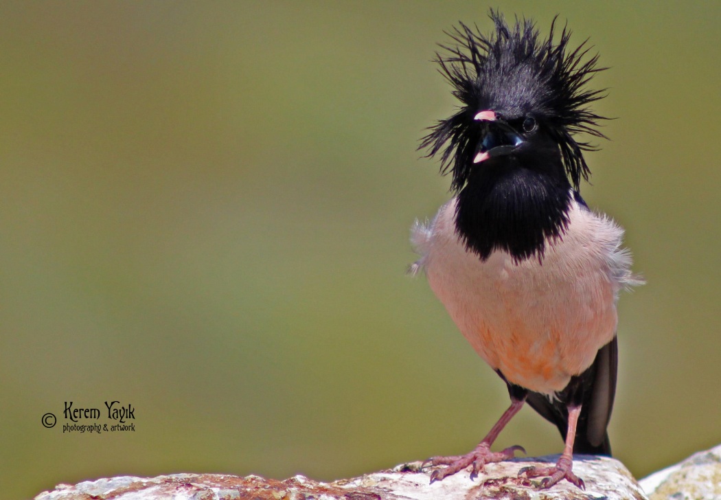 Rosy Starling
