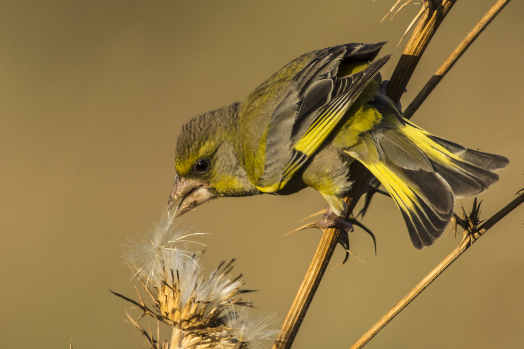 European Greenfinch