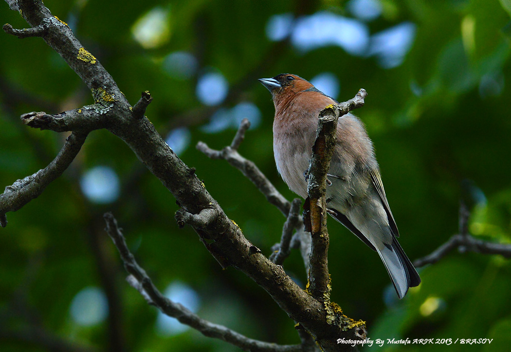 Common Chaffinch