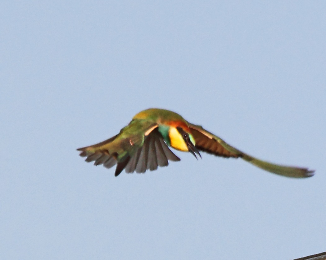 European Bee-eater