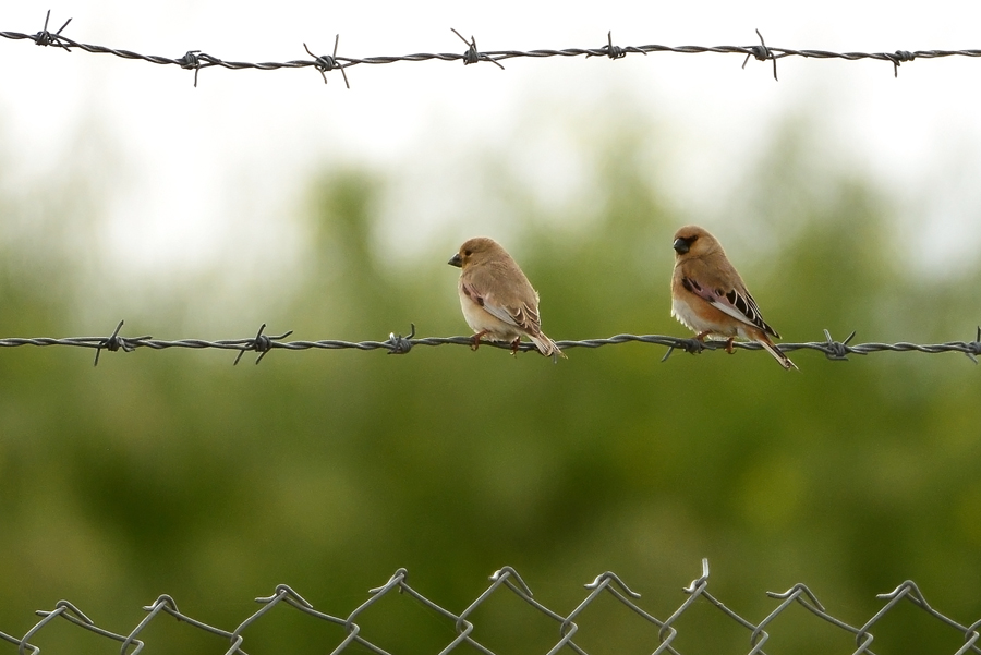 Desert Finch