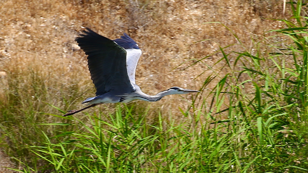 Grey Heron