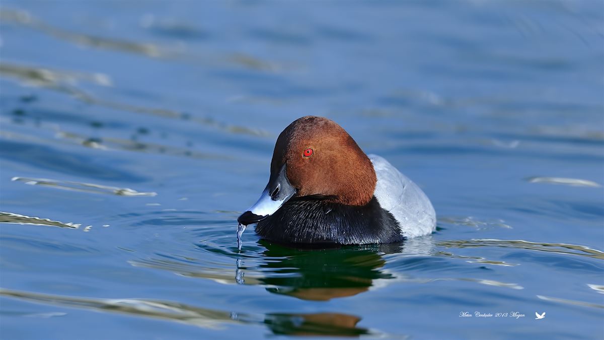 Common Pochard