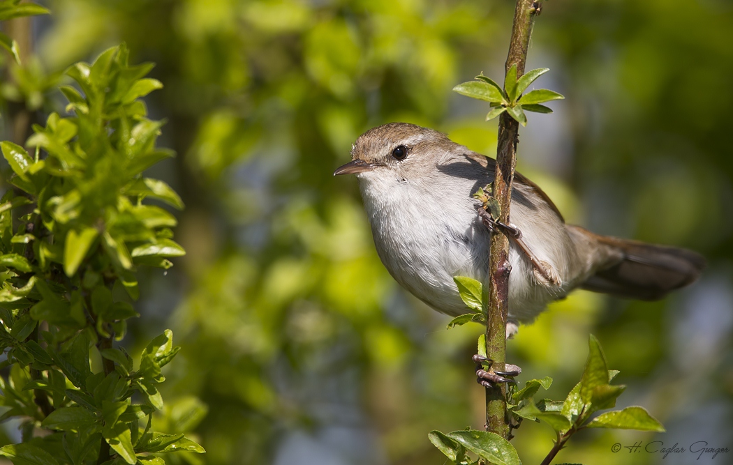Cetti`s Warbler