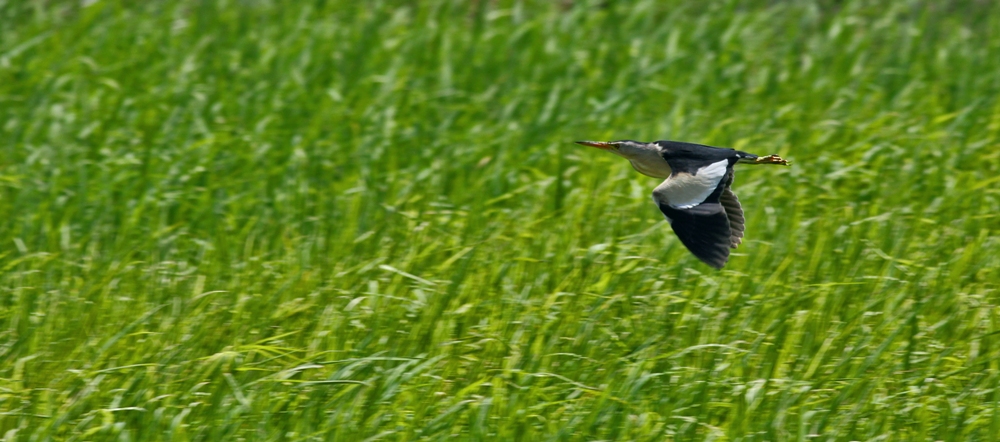 Little Bittern