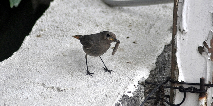 Black Redstart