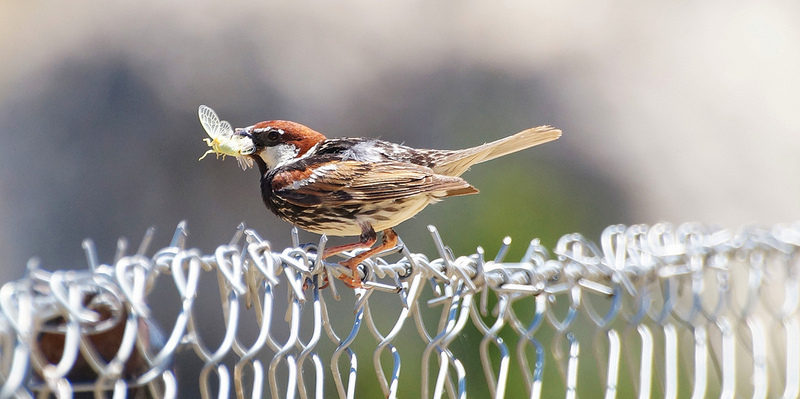 Spanish Sparrow