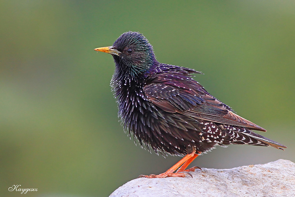 Common Starling
