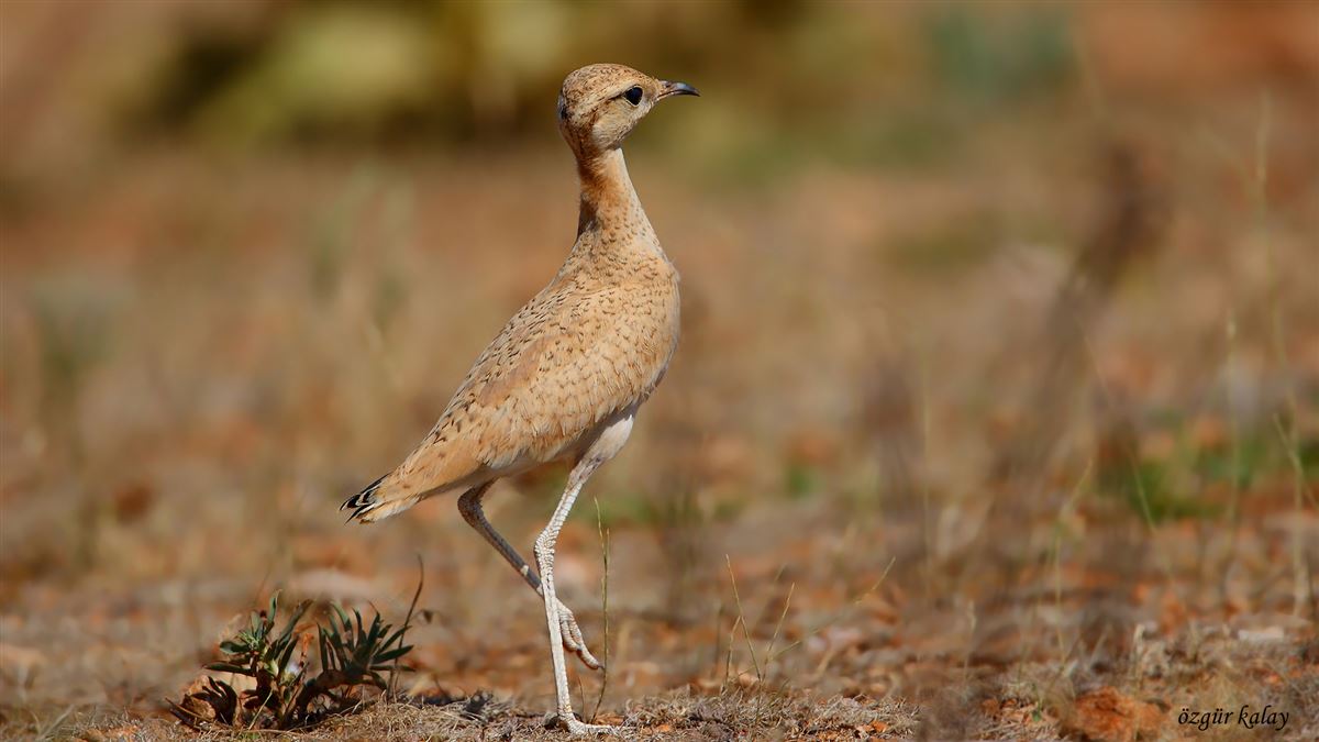 Cream-colored Courser