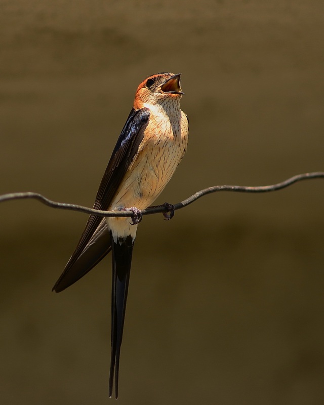 Red-rumped Swallow