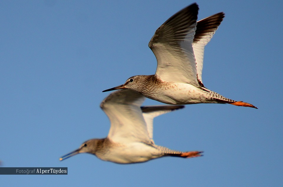 Common Redshank