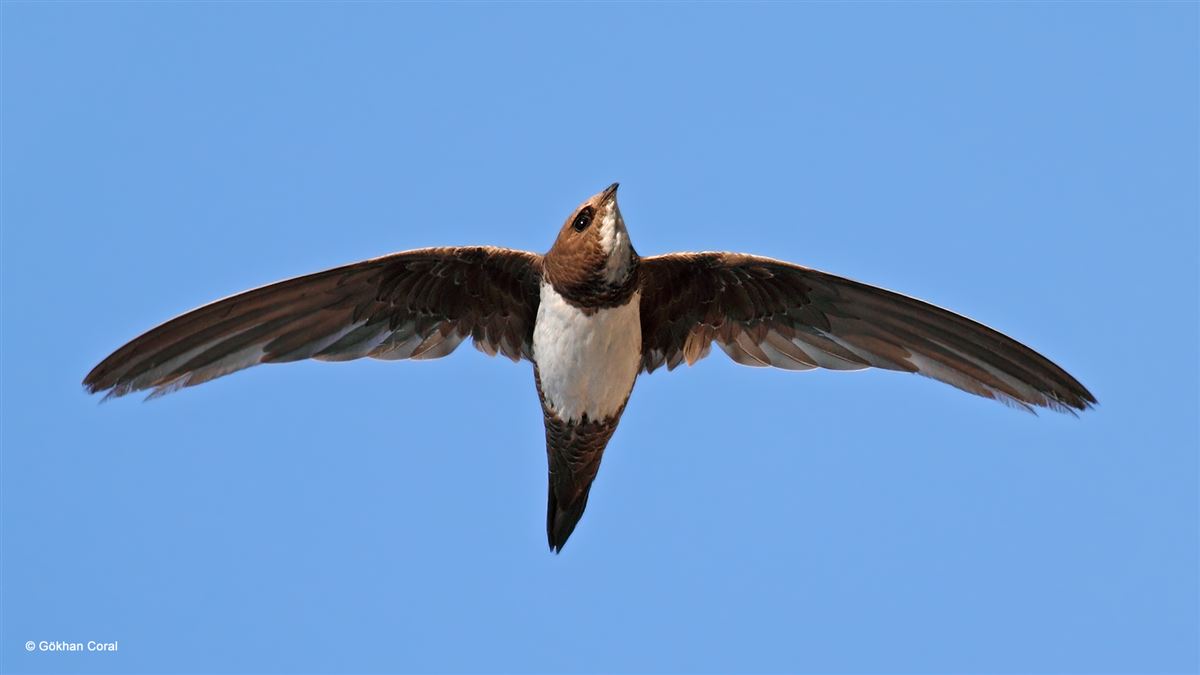 Alpine Swift