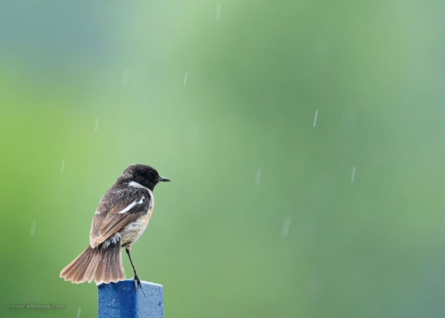 European Stonechat