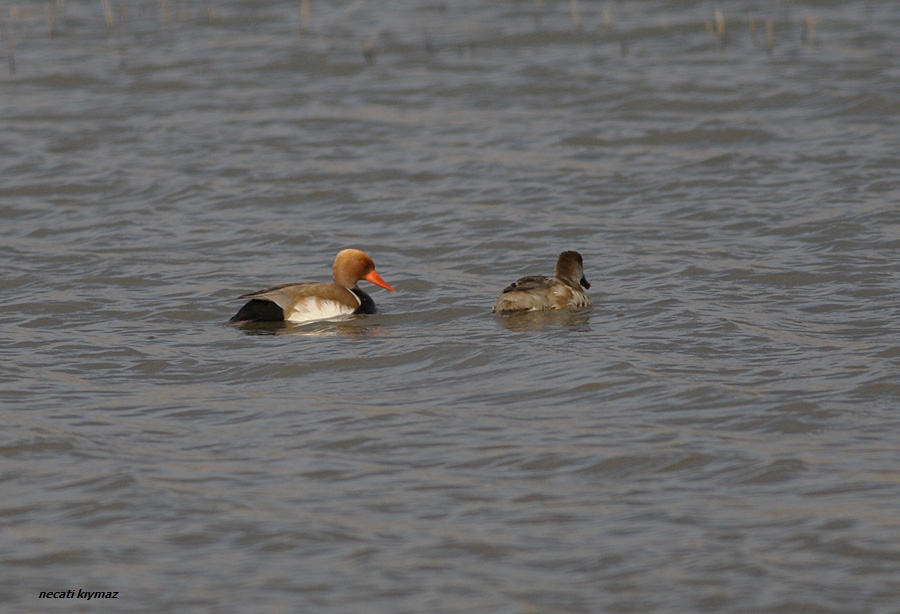 Red-crested Pochard