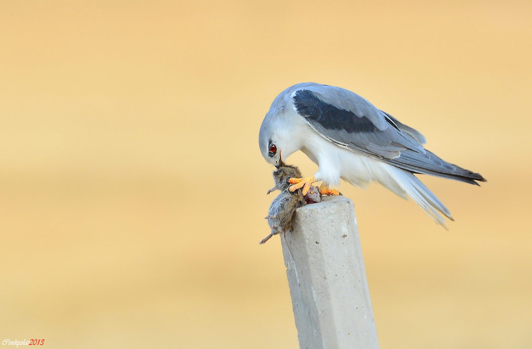 Black-winged Kite
