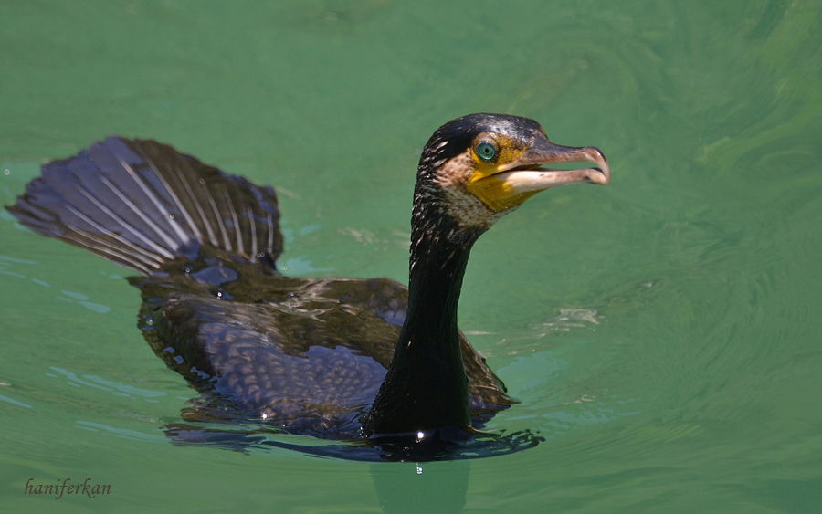 Great Cormorant