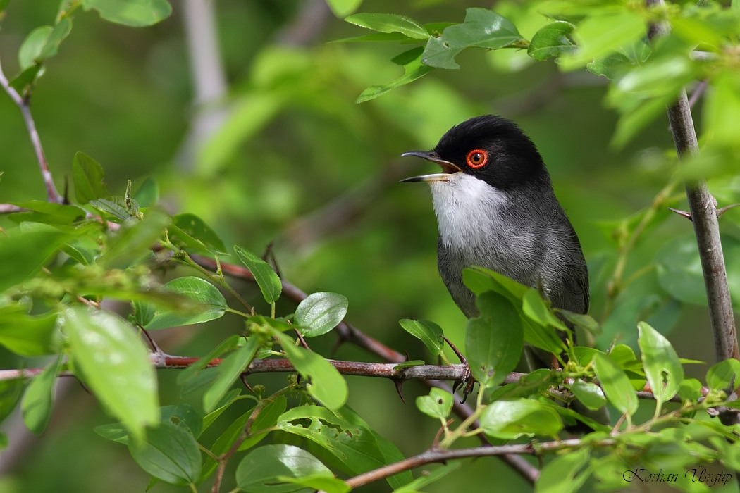 Sardinian Warbler