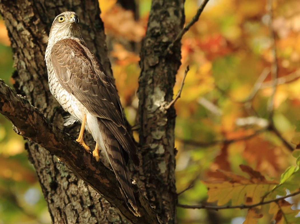 Eurasian Sparrowhawk