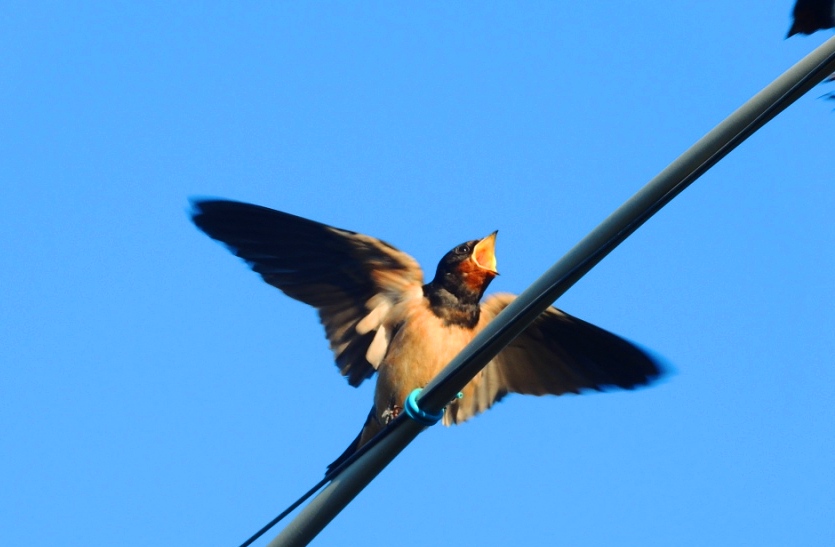 Barn Swallow