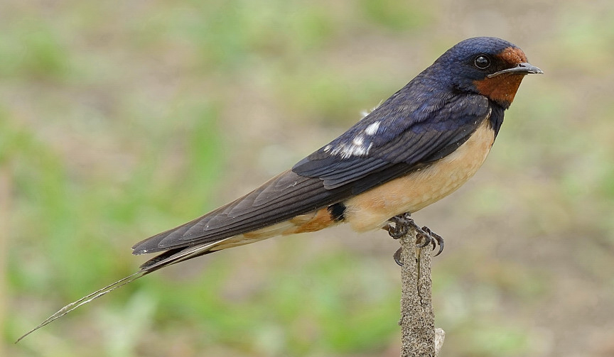 Barn Swallow