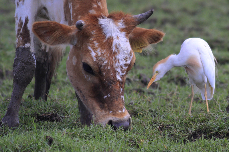 Western Cattle Egret