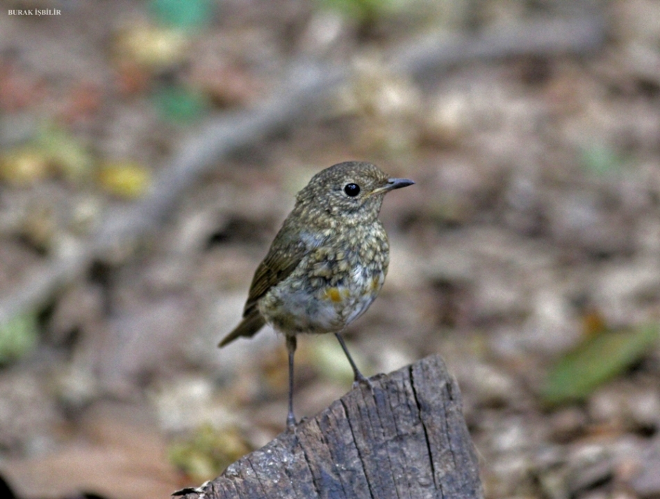 European Robin