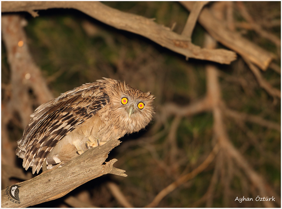 Brown Fish Owl