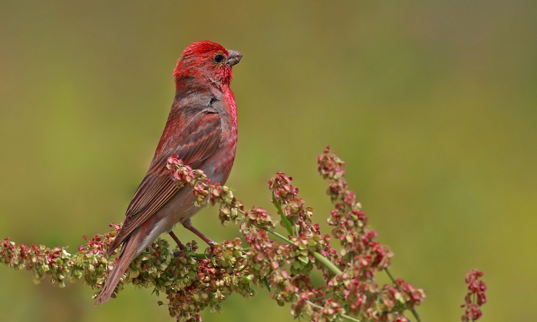 Common Rosefinch