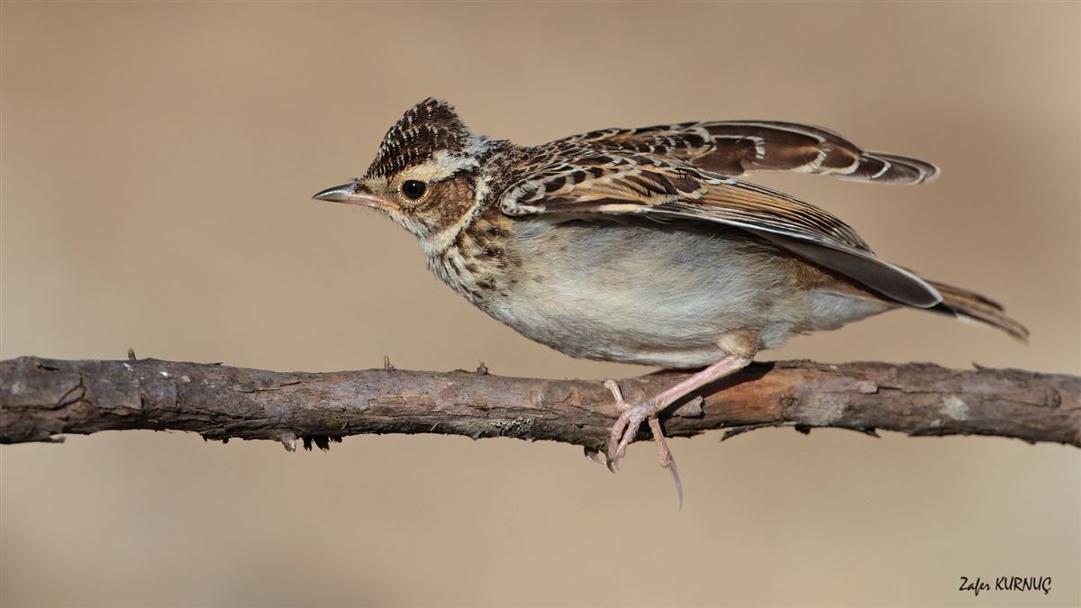 Woodlark
