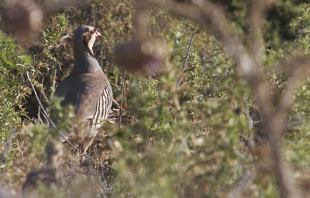 Chukar Partridge