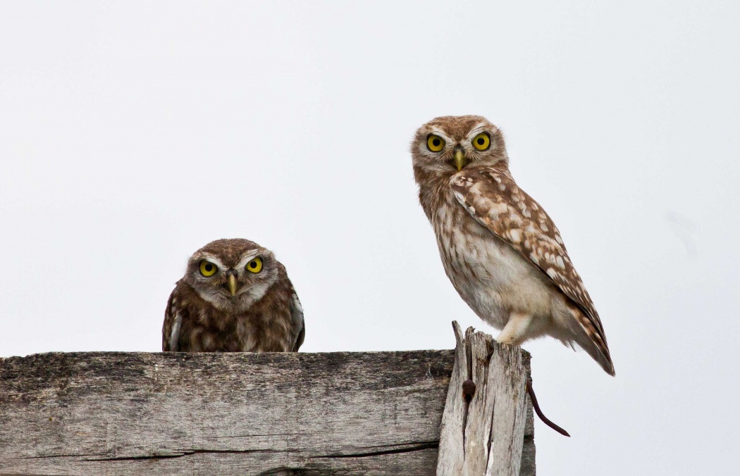Little Owl
