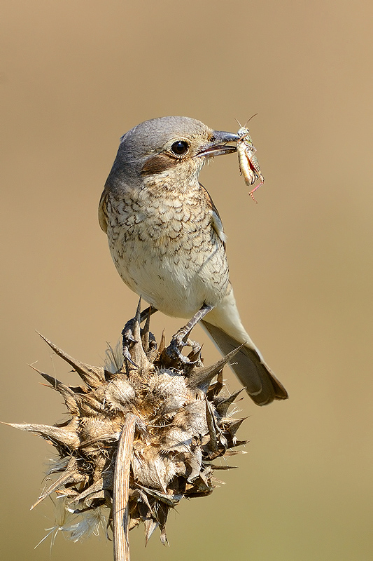 Red-backed Shrike