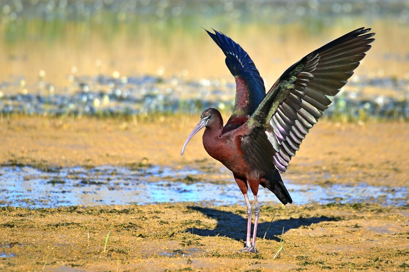 Glossy Ibis