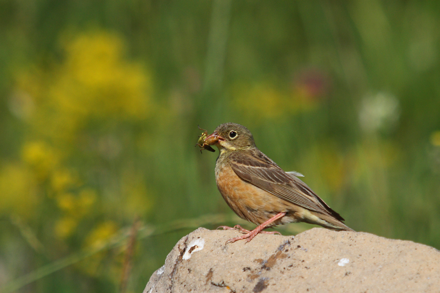 Ortolan Bunting