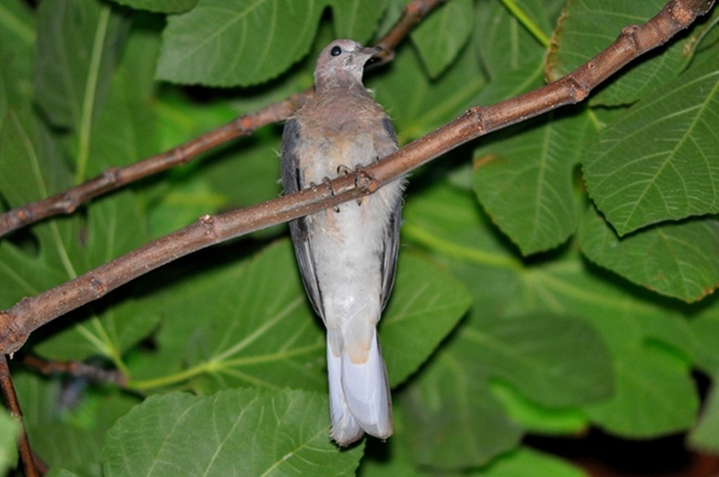 Laughing Dove