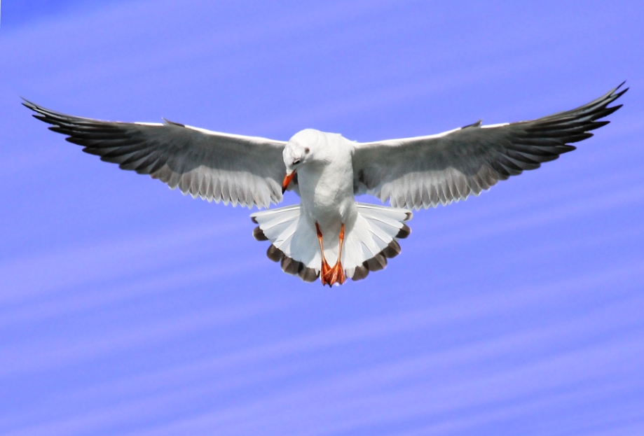 Black-headed Gull