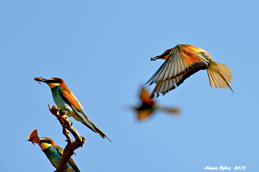 European Bee-eater