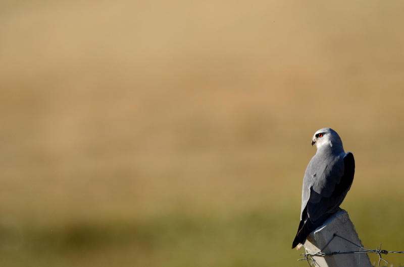 Black-winged Kite