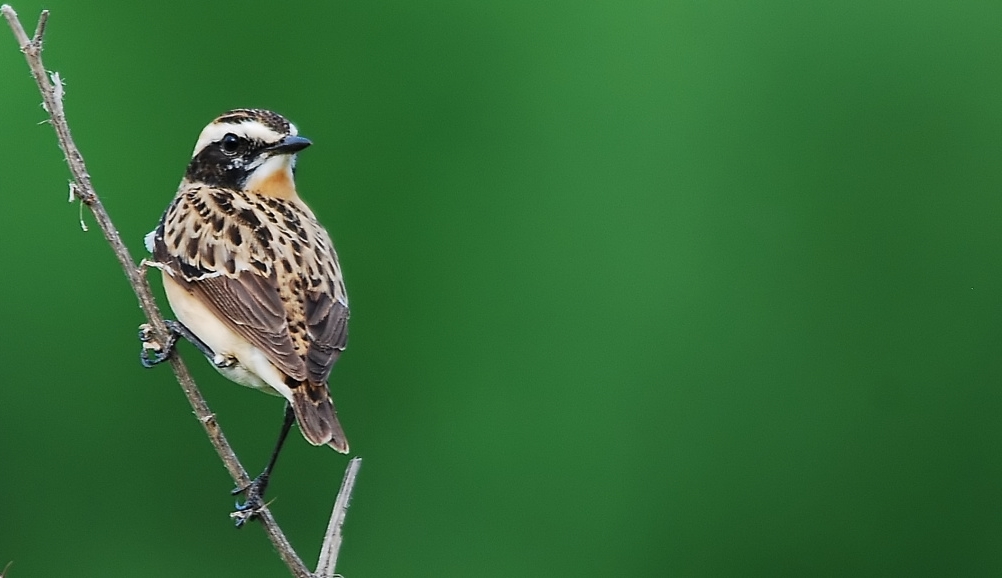 Whinchat
