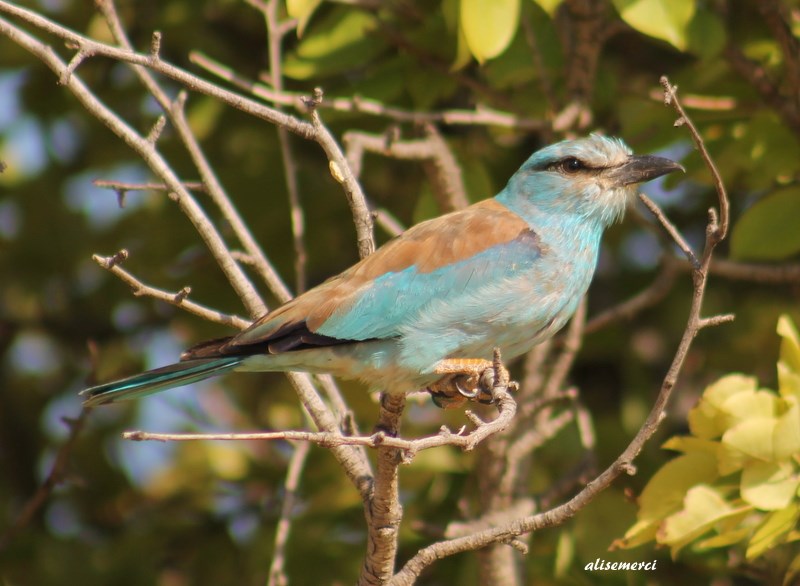 European Roller