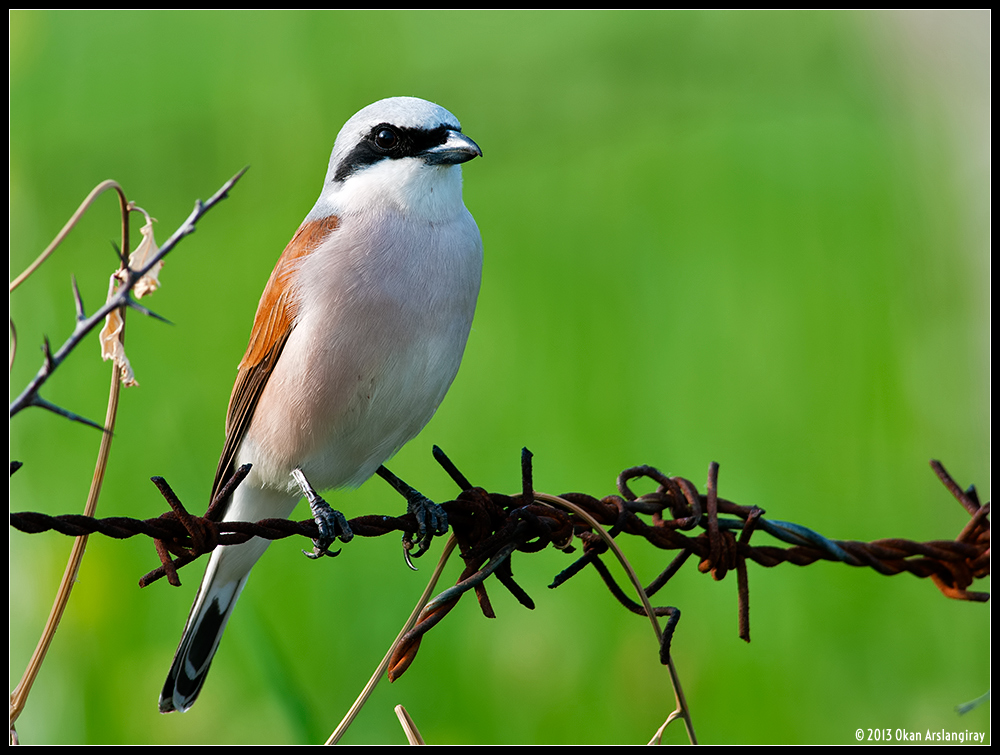 Red-backed Shrike