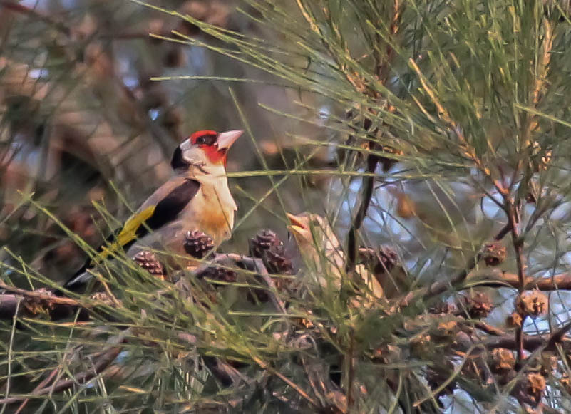 European Goldfinch