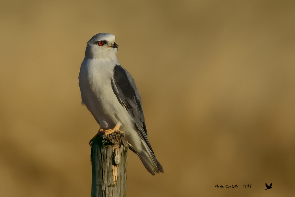 Black-winged Kite