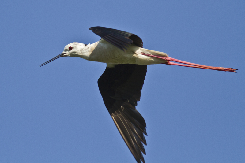 Black-winged Stilt
