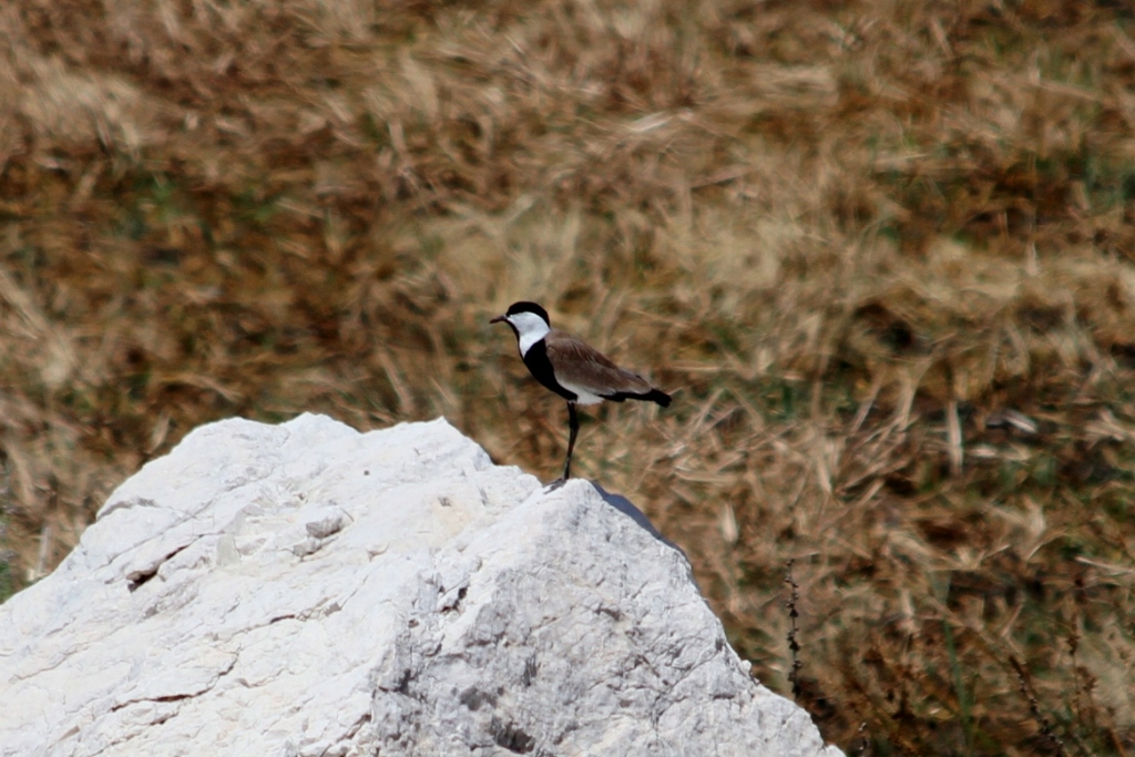 Spur-winged Lapwing